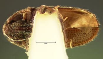 Media type: image;   Entomology 2639 Aspect: habitus ventral view